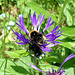 Hummel auf Wiesenflockenblume