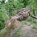 Das Geländer auf dem Pilatusfelsen, das an einem Baum befestigt war, ist mit dem umstürzenden Baum teilweise weggerissen worden.