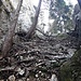 Quer durch den Wald und am Schluss ein Stück absteigend erreicht man den Kofelturm.