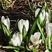 Krokusse kurz nach der Schneeschmelze.