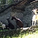 Begrüssungskomitee Eingangs der Alp Soladino.