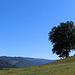 Am einzelstehenden Baum in der Nähe der Bergstation mit Feldberg-Blick