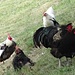 ...wobei die Hühner sorgsam bewacht unter den Augen mehrer Hähne ihr Futter suchen