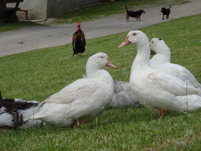...und Gänse inmitten der Hühner... Fotos ...und Gänse inmitten der Hühner... Fotos