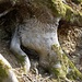 Runde am Hilpensberg - Fuß eines Baumfauns