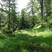 Il primo tratto di sentiero nel bosco dopo la quota 1849 metri.