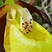 für Orchideenfreunde