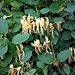 Lonicera japonica Thunb.<br />Caprifoliaceae<br /><br />Caprifoglio giapponese<br />Chevrefeuille du Japon<br />Japanisches Geissblatt