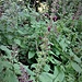 Stachys sylvatica L.<br />Lamiaceae<br /><br />Stregona dei boschi<br />Epiaire des forets<br />Wald-Ziest