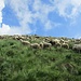 pascolo nei pressi dell'alpe di Terrabiotta