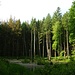 Im Wald bei Mövenberg 