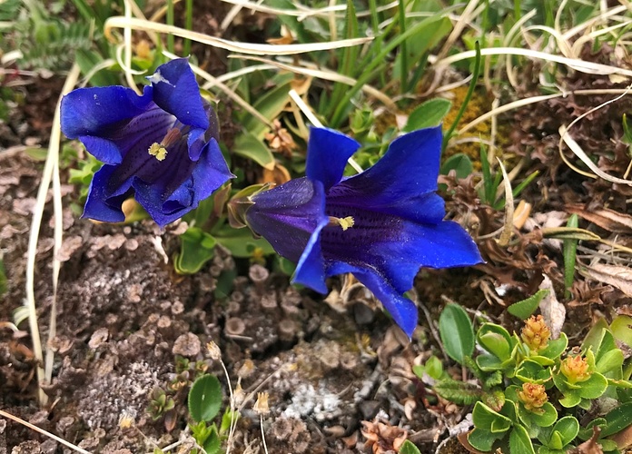 Blumengarten 4 - Fotos [hikr.org]