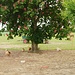Hühner in Freilandhaltung mit Kastanie