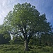 schöner Einzelbaum zwischen Plegi- und Melchboden