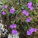 rötlich-violette Blumen runden das reichhaltige floristische Angebot ab: hier Primeln ..