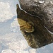 Kröten im Lac de Blanchemer