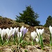 erste tolle Krokuswiese