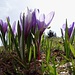 blaue Krokusse in der Seitenansicht 1