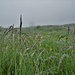 Regen am Zwiesel