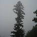 Tanne im Nebel