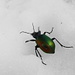 Käfer-Posing auf dem Vermuntgletscher