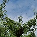 Bienenschwarm im Birnbaum