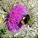 Hummel auf Distel