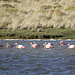 Flamingos bei der Peninsula Belgrano
