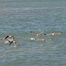 Flamingos bei der Peninsula Belgrano