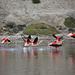 Flamingos bei der Peninsula Belgrano