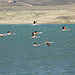 Flamingos bei der Peninsula Belgrano