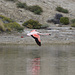 Flamingos bei der Peninsula Belgrano