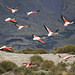 Flamingos bei der Peninsula Belgrano
