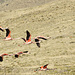 Flamingos bei der Peninsula Belgrano
