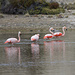 Flamingos bei der Peninsula Belgrano