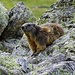 Another marmot.
