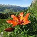 Wunderschöne Feuerlilie
