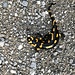 Einer von 2 Salamander, denen ich das Leben rettete, indem ich Sie von der Forststrasse trug, auf der schon einige "Leichen" zu sehen waren.