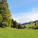ab und an gibt es Lichtungen