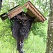 Abhängen zwischen Birken