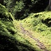 kleine, unmarkierte Steige im Wald