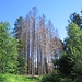 Dem Schwarzwald stehen Veränderungen ungeahnten Ausmaßes bevor.