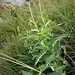 Carduus defloratus L.<br />Asteraceae<br /><br />Cardo dentellato<br />Chardon décapité<br />Langstielige Distel, Berg-Distel