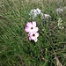 Dianthus sylvestris Wulfen<br />Caryophillaceae<br /><br />Garofano selvatico<br />Pipolet, Oillet des rochers<br />Stein-Nelke