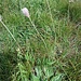 Plantago media L.<br />Plantaginaceae<br /><br />Piantaggine pelosa<br />Plantain moyen<br />Mittlerer Wegerich