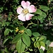 Rosa canina L.<br />Rosaceae<br /><br />Rosa selvatica comune, Rosa canina<br />Eglantier, Rosier des chiens<br />Hunds-Rose