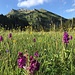 Orchideenblick zu unseren Gipfelzielen