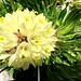 nicht ganz ins Schema der Glockenblumen passend - doch überaus schön