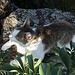 Ein Kätzchen bei den Felsen unterhalb des Kleinen-Wald-Hügels...