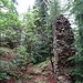 Im Wald sind die Überreste der Ruine Luegg